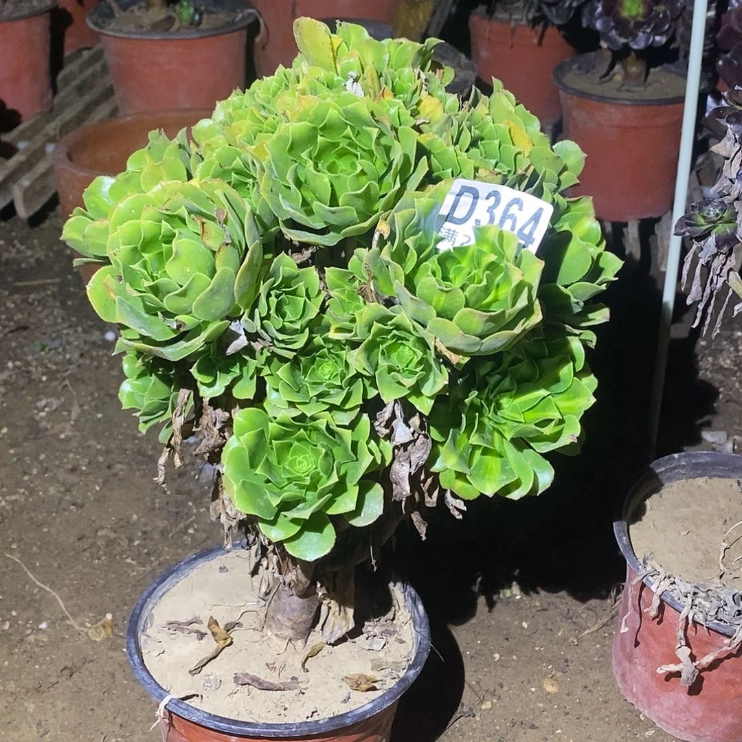 364 多肉植物不包断枝