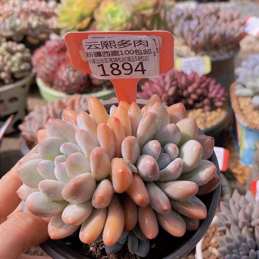 1894香水。