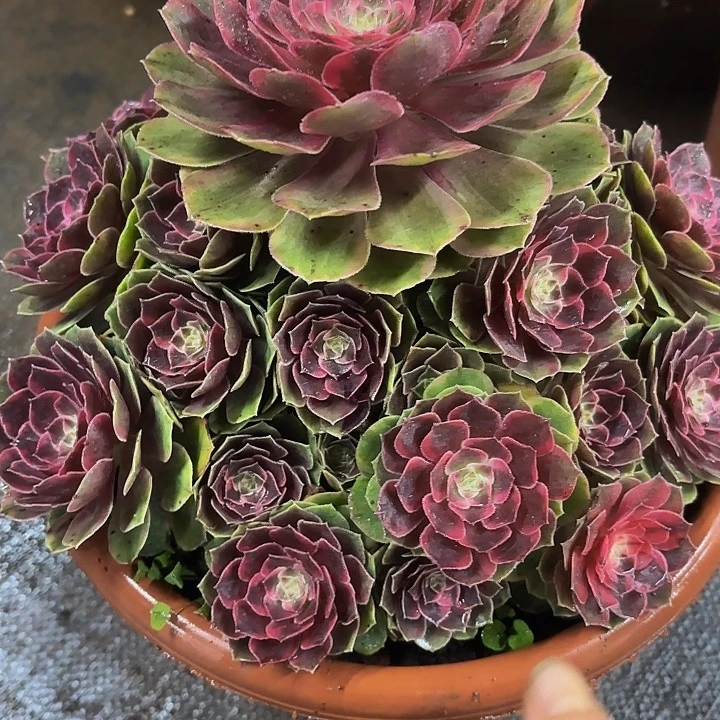 多肉植物福利来725个