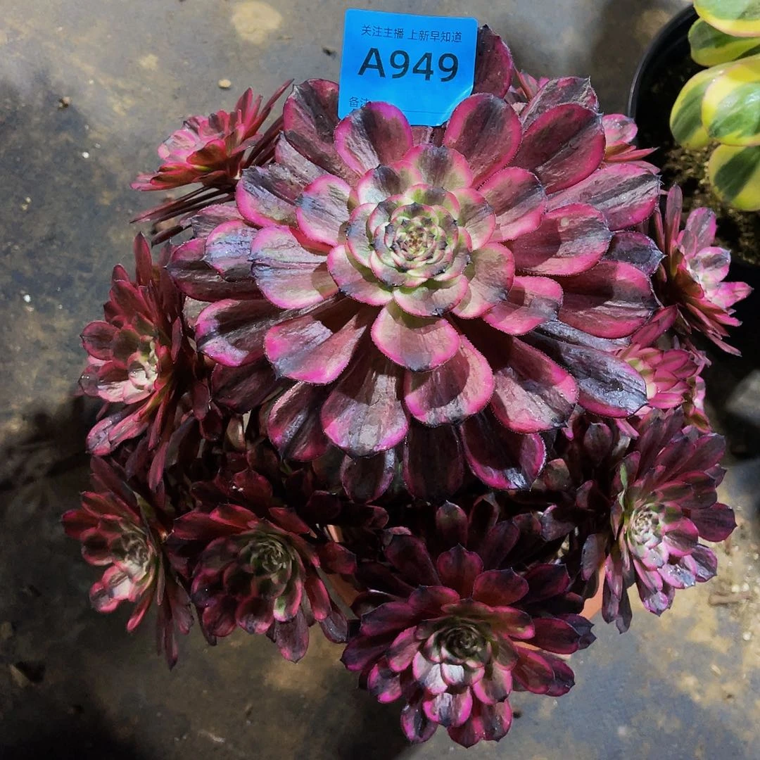 孟**碗油墨画949拖土法师有点头