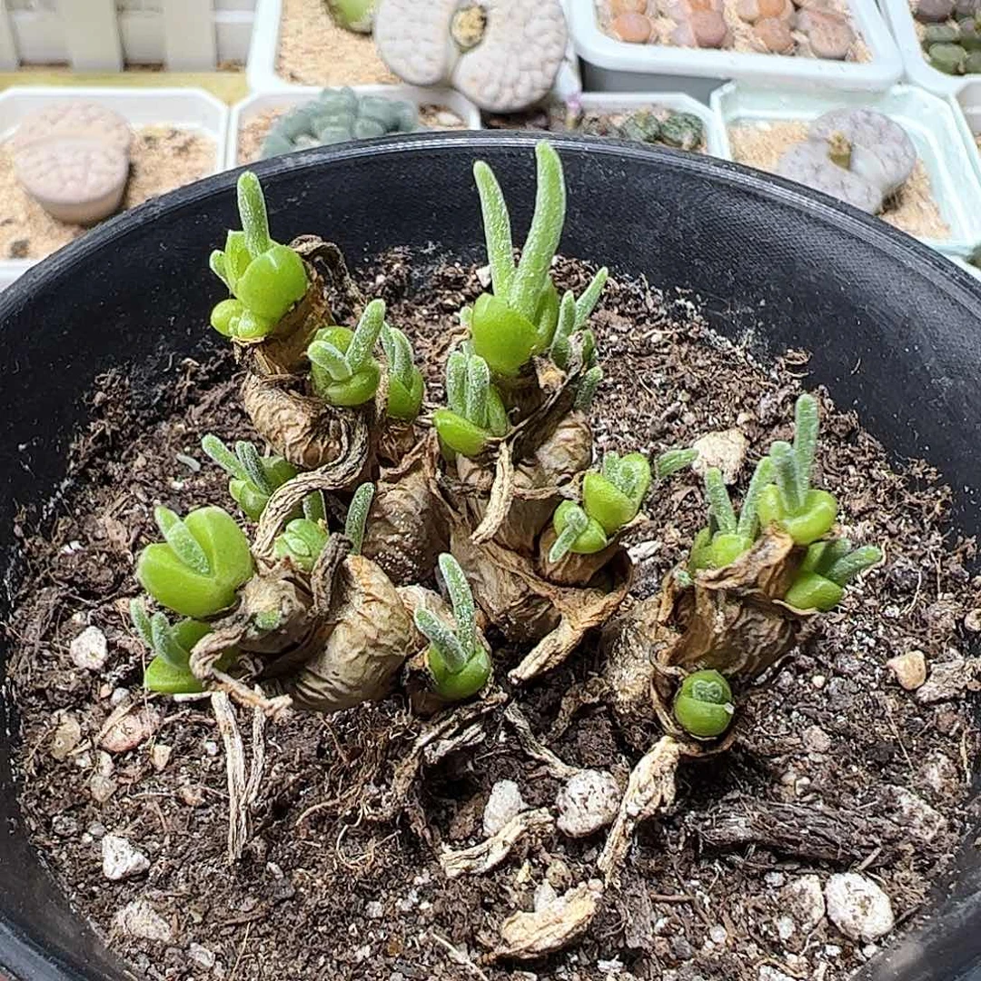 无花朵老桩碧光环可带盆发