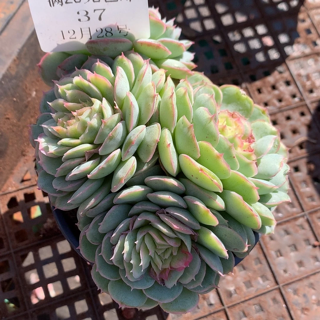 【闪购商品】云37号水晶扇贝