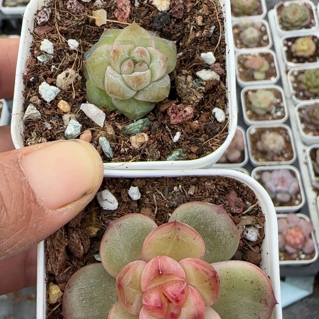 小卡拉米糖心一物一拍