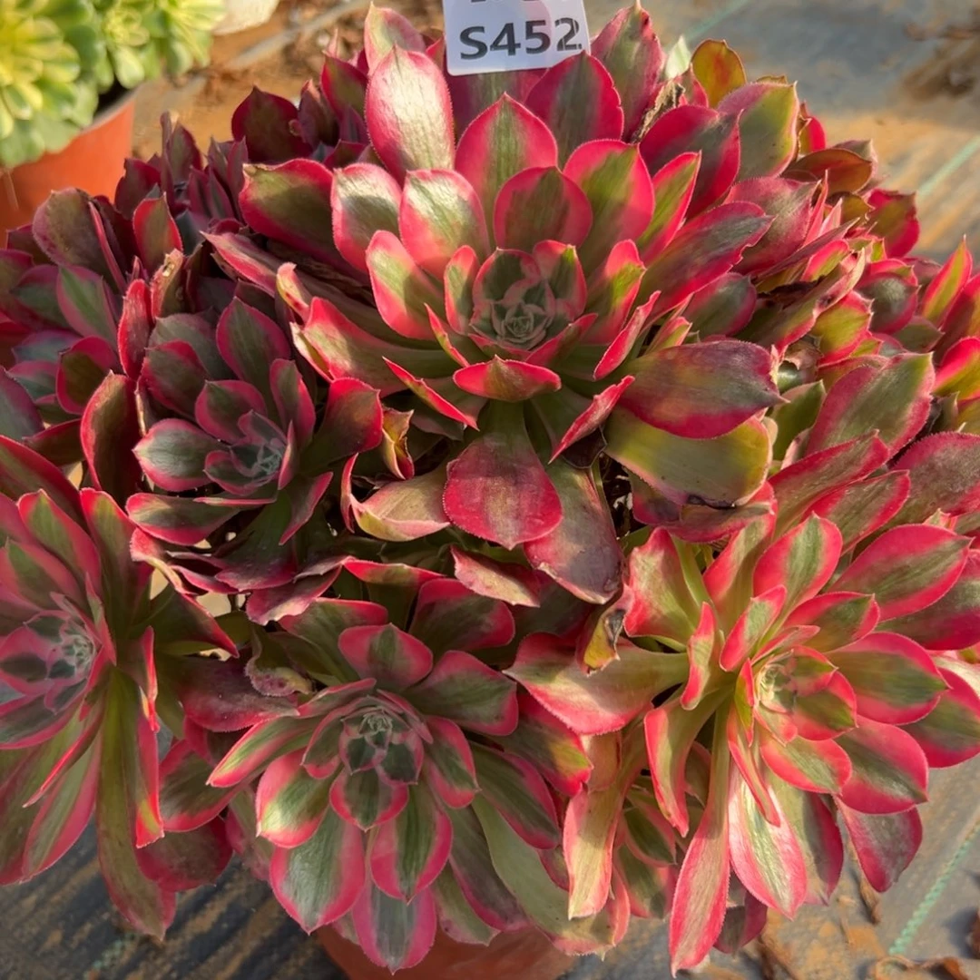 452妖月，满20包邮嘟叮熊