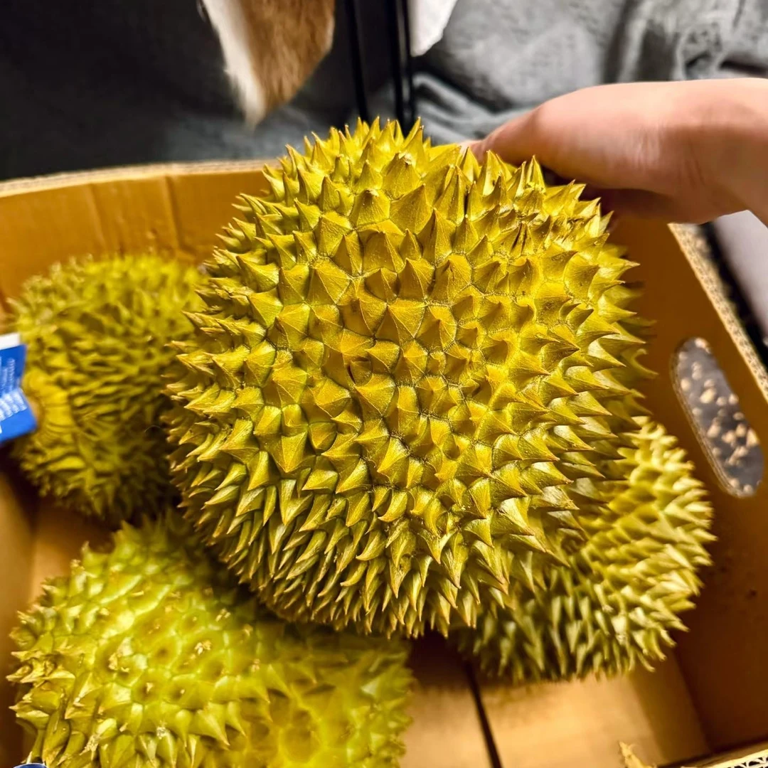 X【顺丰明日达】树熟金枕新鲜榴莲A级软糯香甜2.1斤-10斤核小金枕越南社会主义共和国