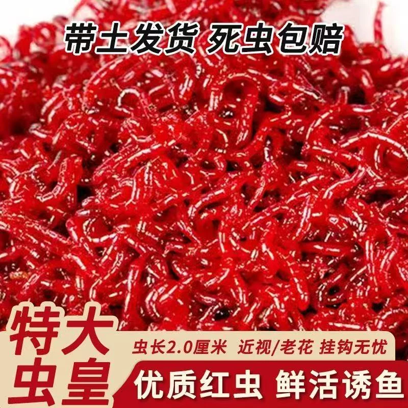 红虫活饵野钓传统钓台钓红虫饵料