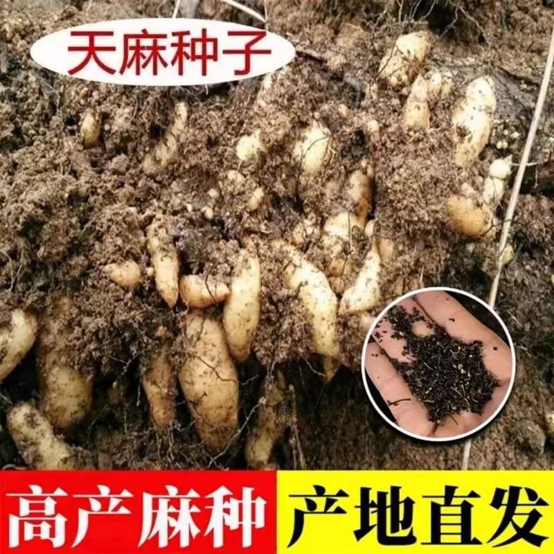 【天麻种子】四季种植盆栽阳台