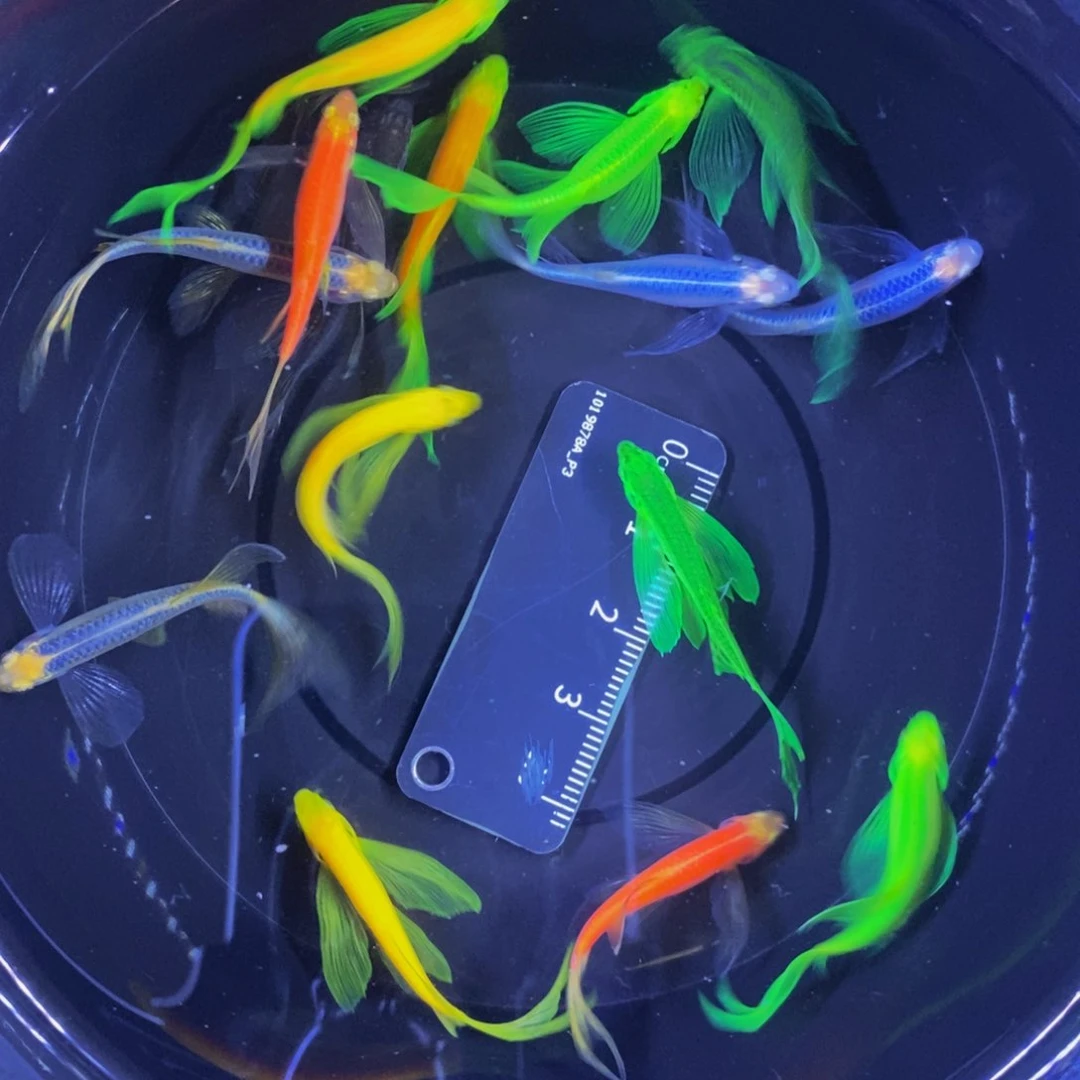 斑马鱼蝶翼斑马八色各两中大号