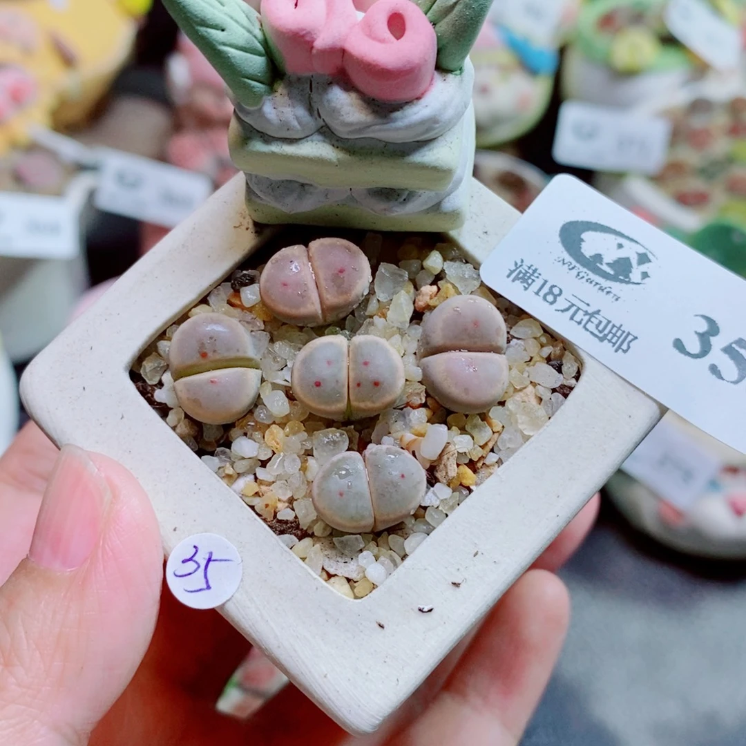 生石花花花花开了355