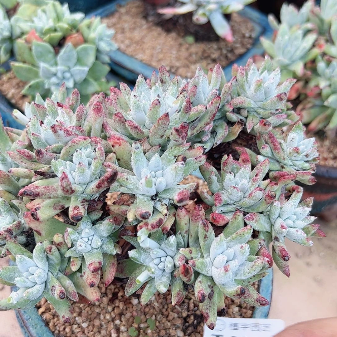 3333海瑟白菊多肉