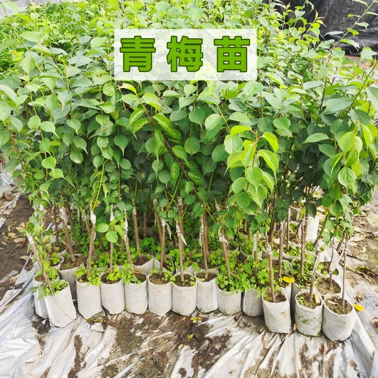 青梅果树苗广西发货