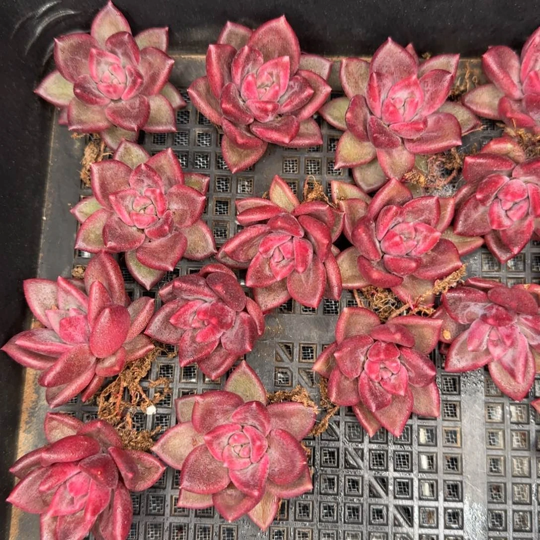 从前慢花园精选多肉迷雾泡泡侧芽