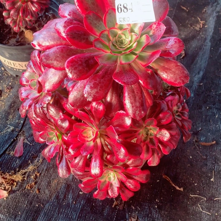 锦***飞多肉植物香乃尔684