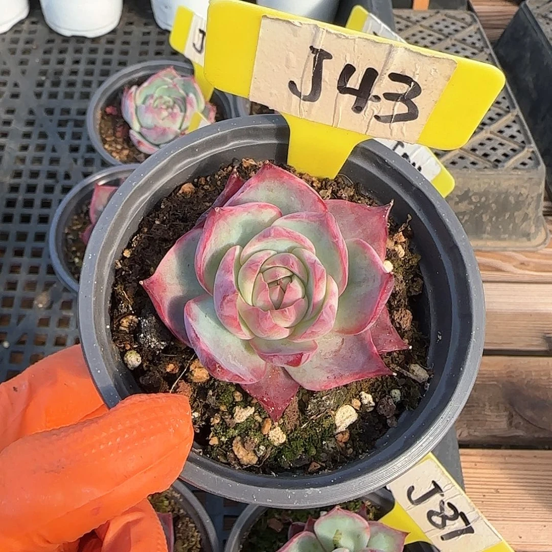 熊***毛J43惊鸿单头多肉