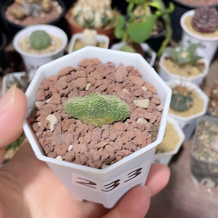 233实生菊水缀化，