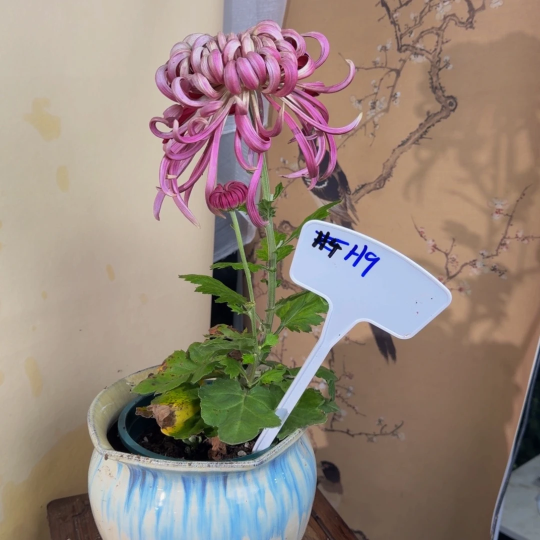 完全开放H99999999999