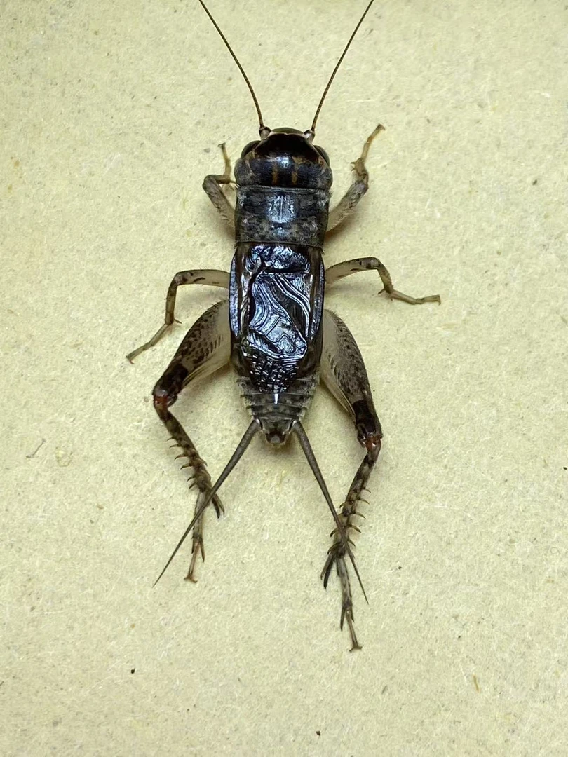 精品蟋蟀冬版缸白野放蛐蛐