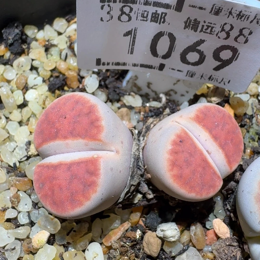 zzz美货便宜啦1069