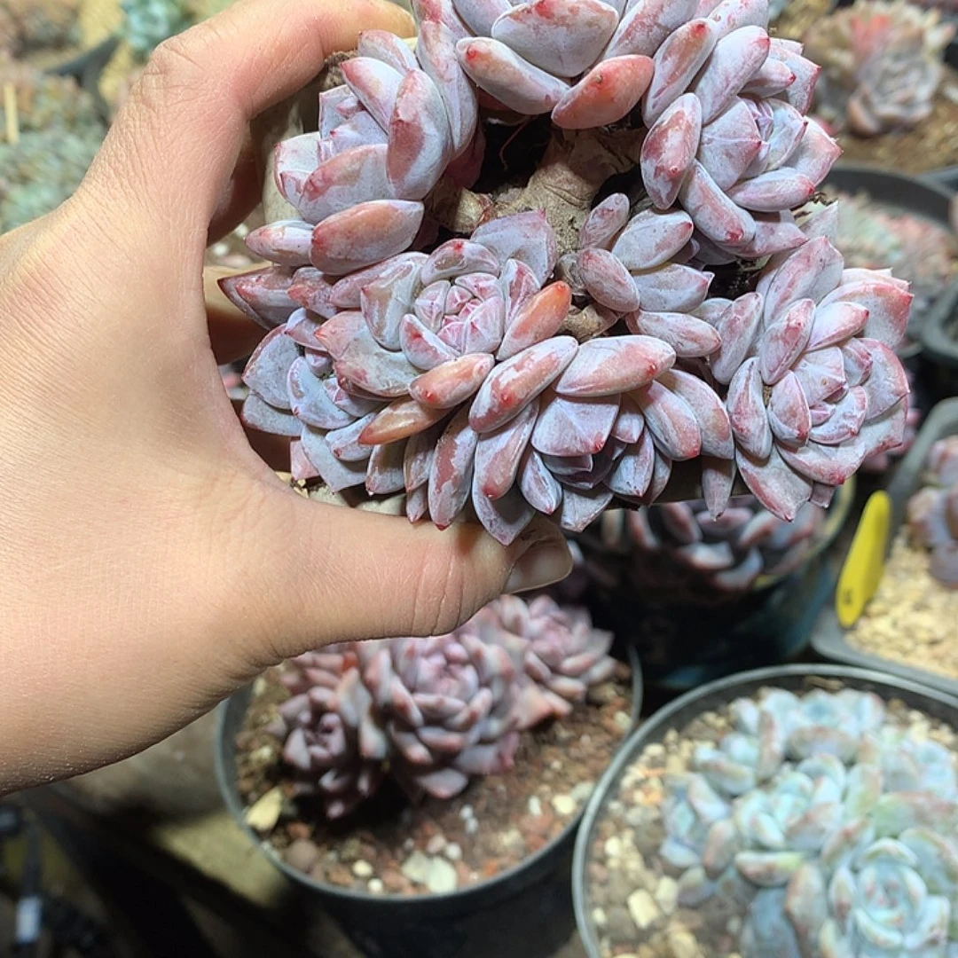 星影多肉植物单颗2