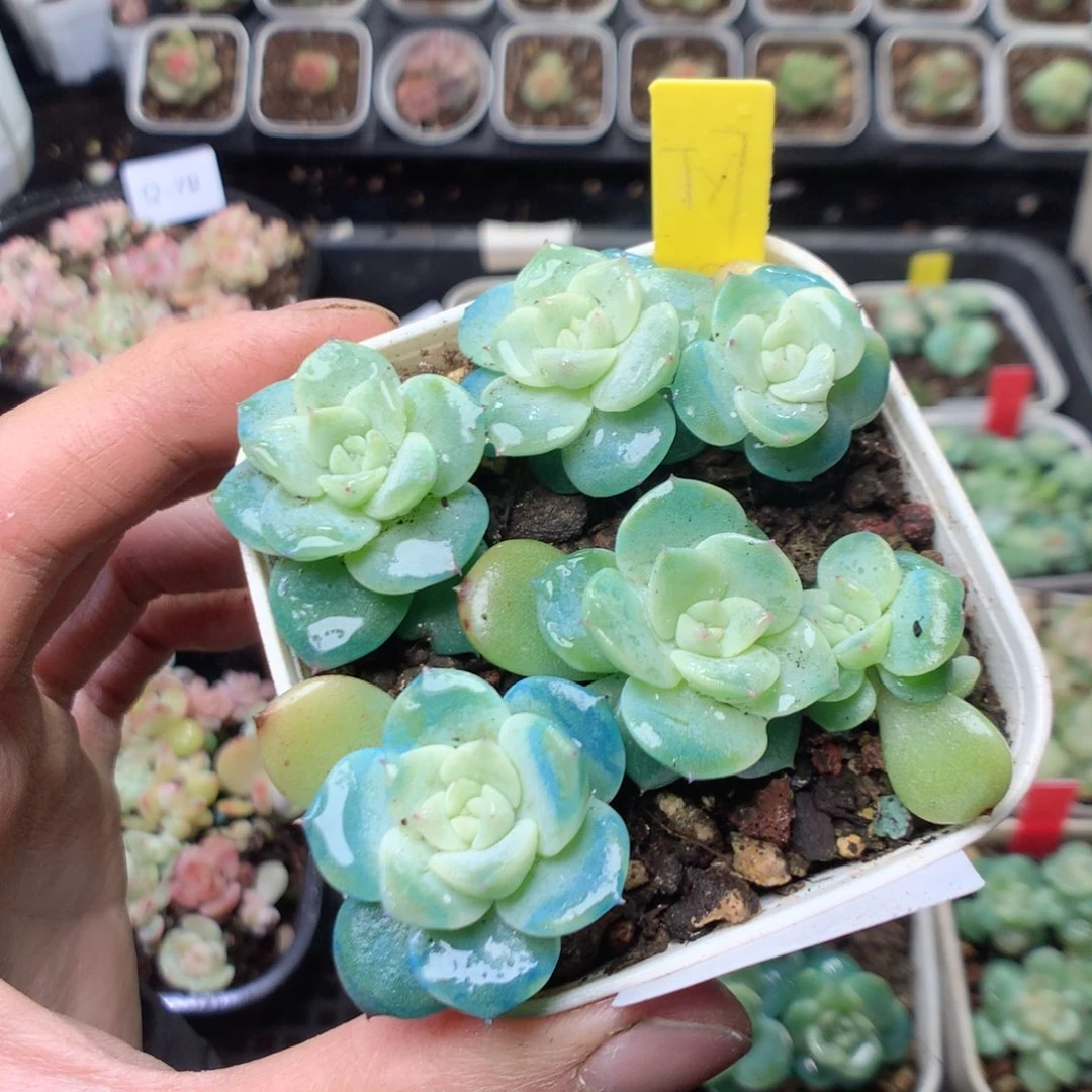 无花朵Q81yyyyyyyyy