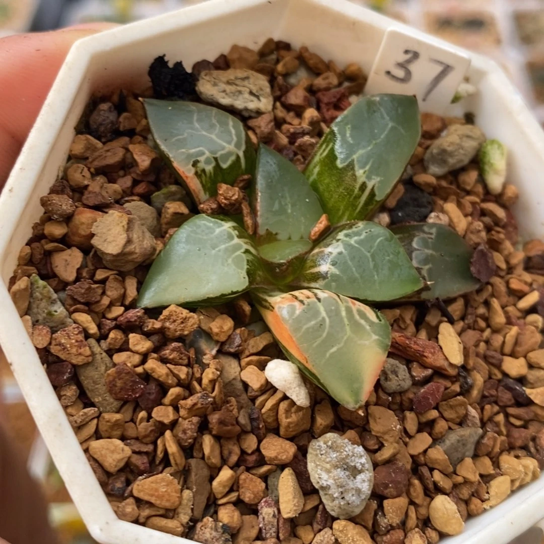 37火凤凰十二卷多肉植物