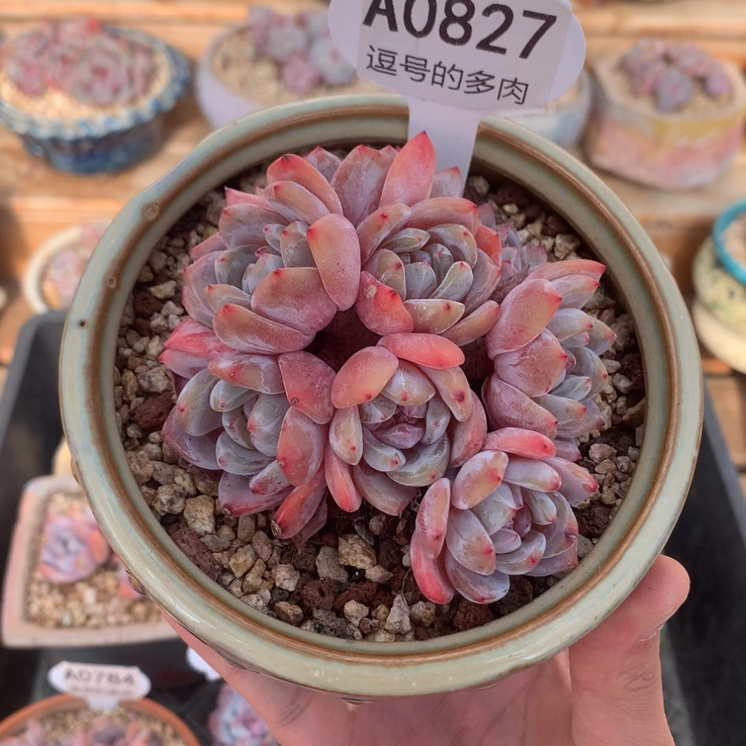 A0827 橙梦露群生 八头 无砍 9cm