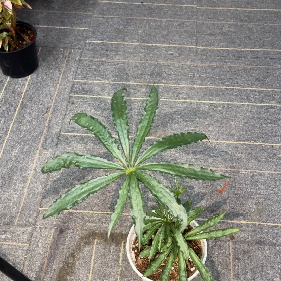 大部分开放少量花苞2493 麻叶花烛叶损优惠