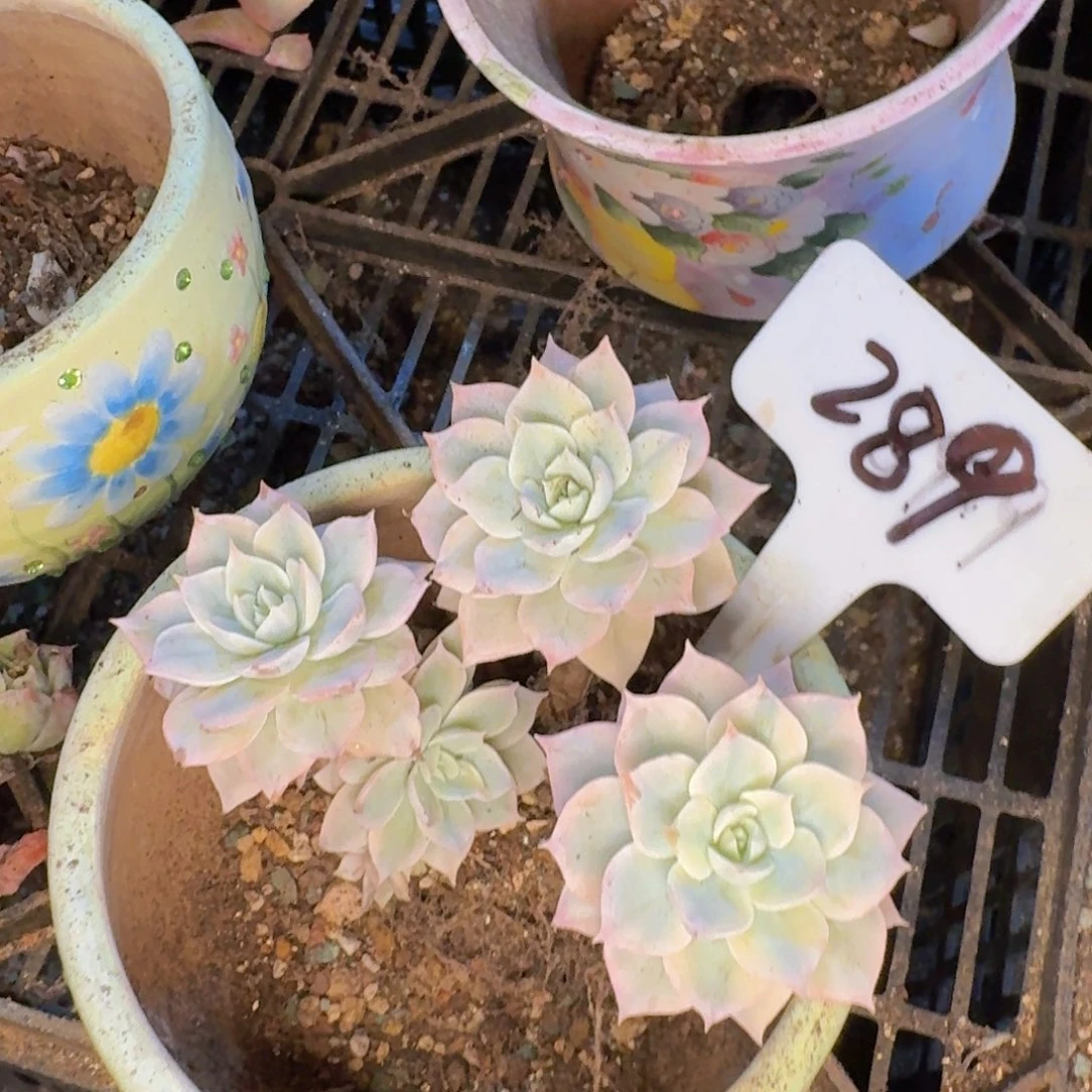 多肉植物的生长发育和