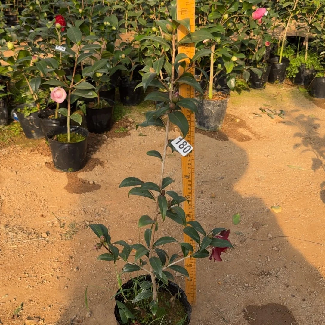 少量花朵（建议范围：2朵-5朵 或40%以下）180黑骑士