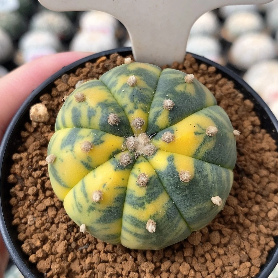 081兜锦系列产品系列