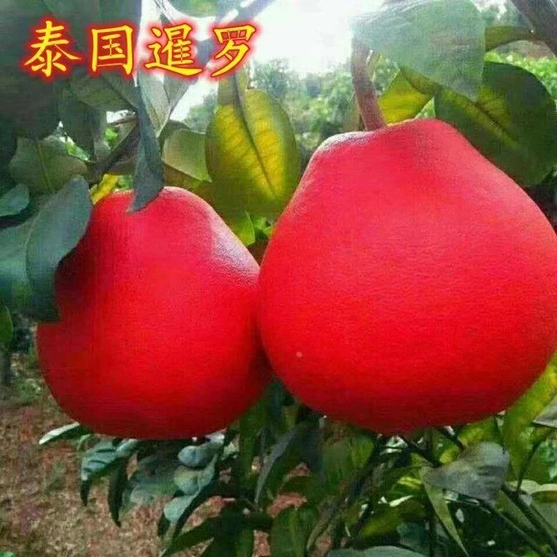 新品种正宗暹罗红柚苗红心柚红皮柚子嫁接无籽蜜柚树苗南北方种植