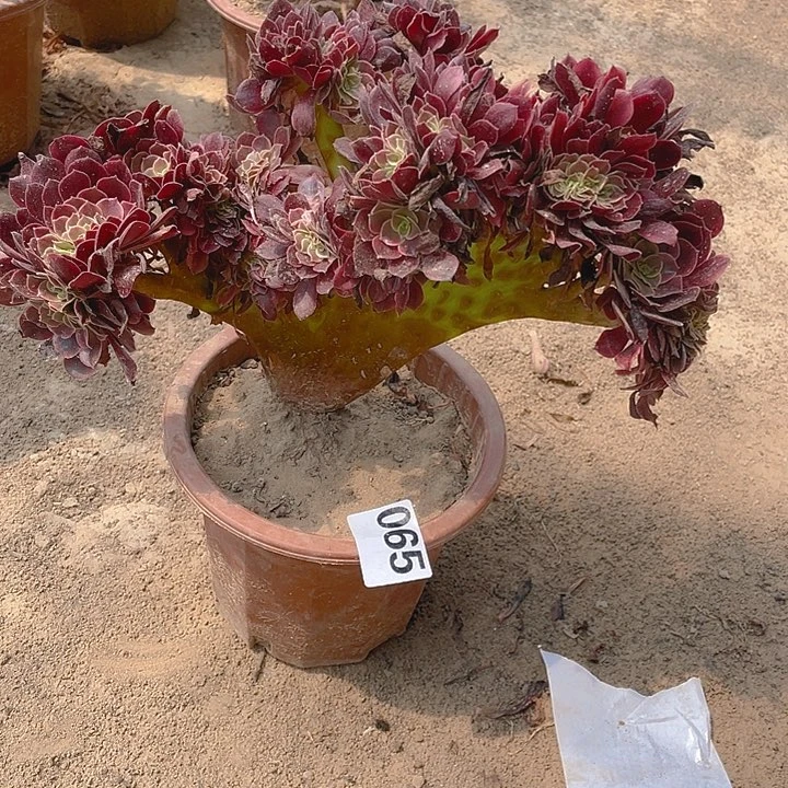 065欧佳丽小扇子造型