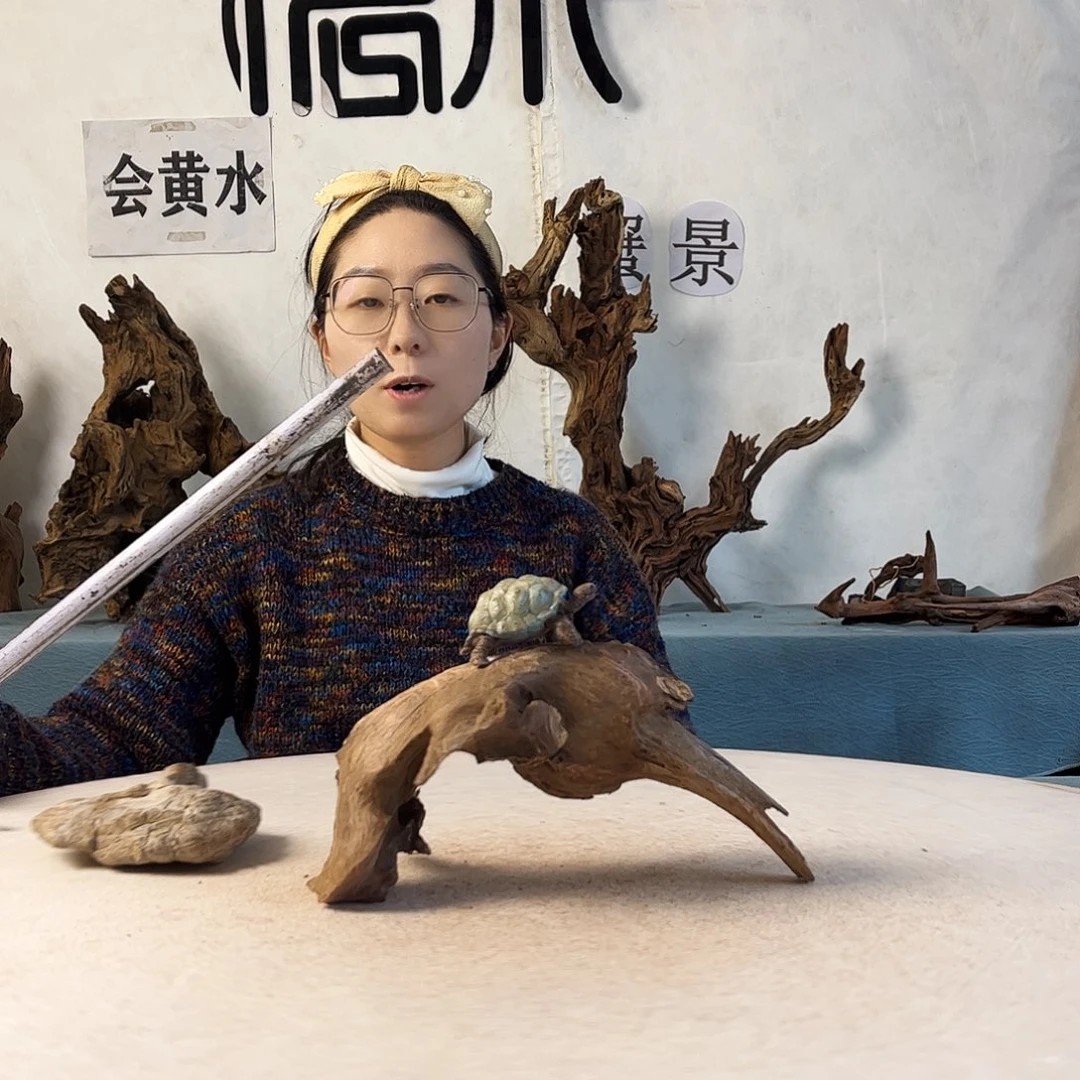 沉木造景寄居蟹，