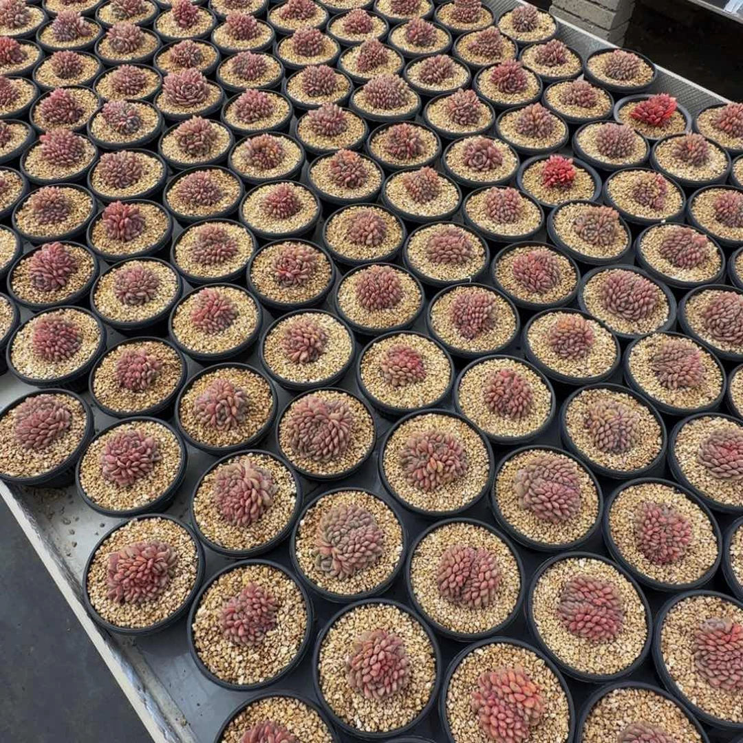 凌雪缀化无砍自然的