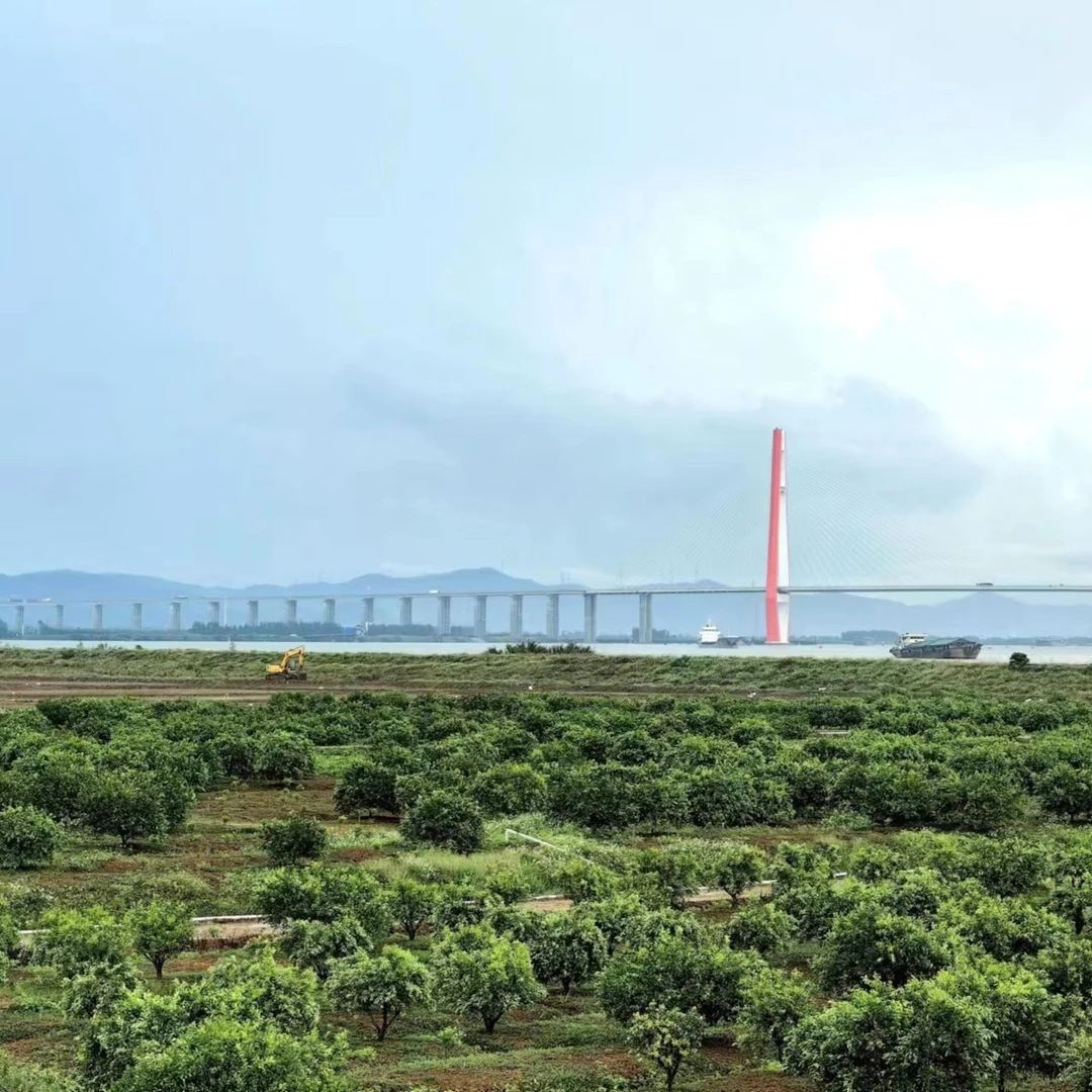 【福利款专属】临时链接（2024梅江）——正宗新会陈皮