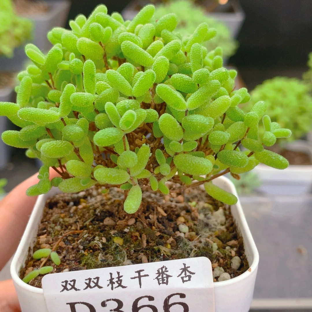 366蜜橘。
