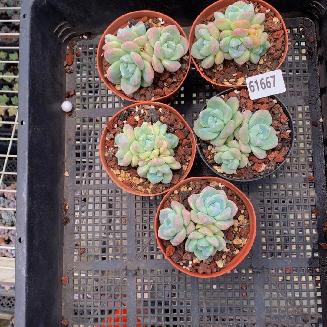 61667冰玉嗯嗯嗯五个