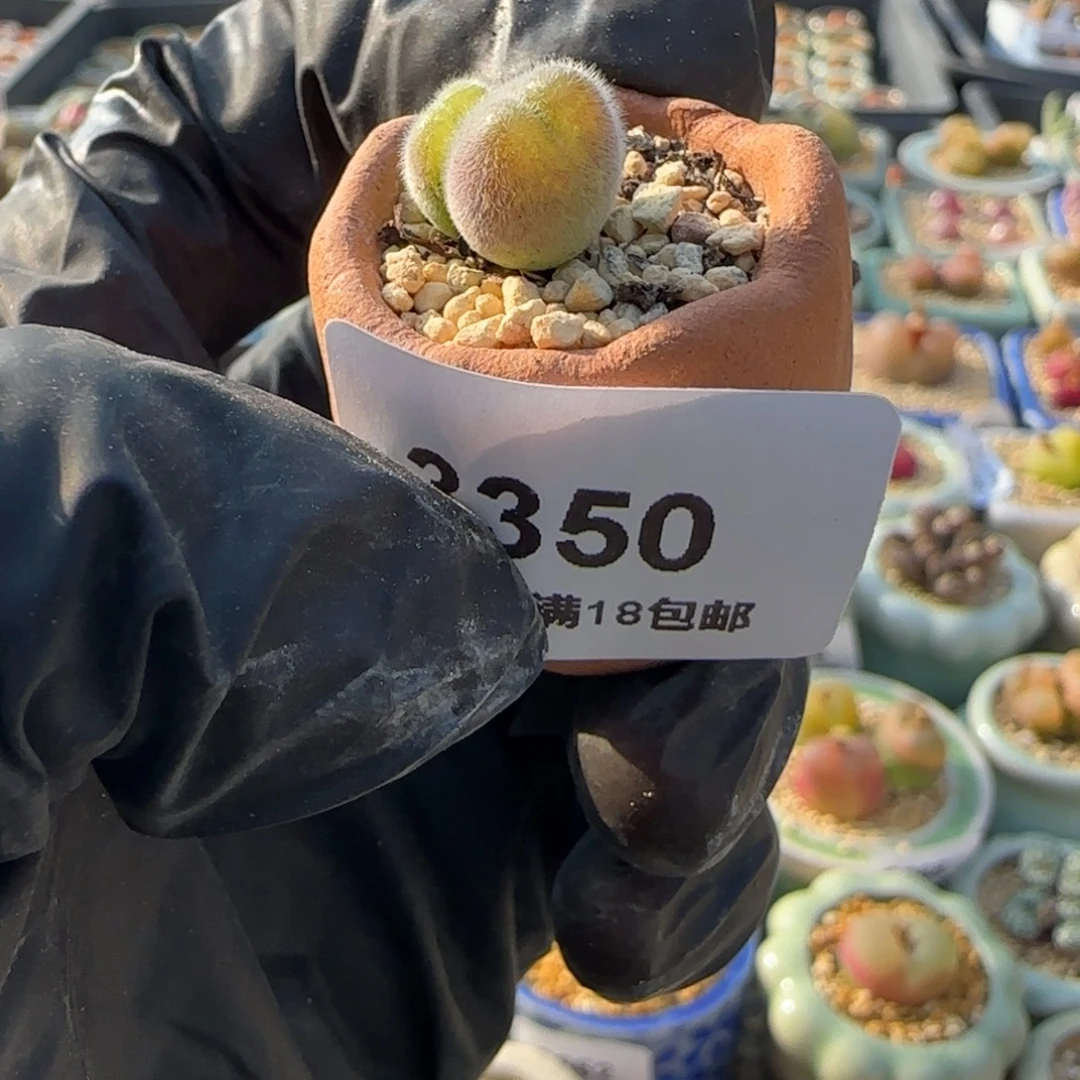 3350--一物一拍 带盆