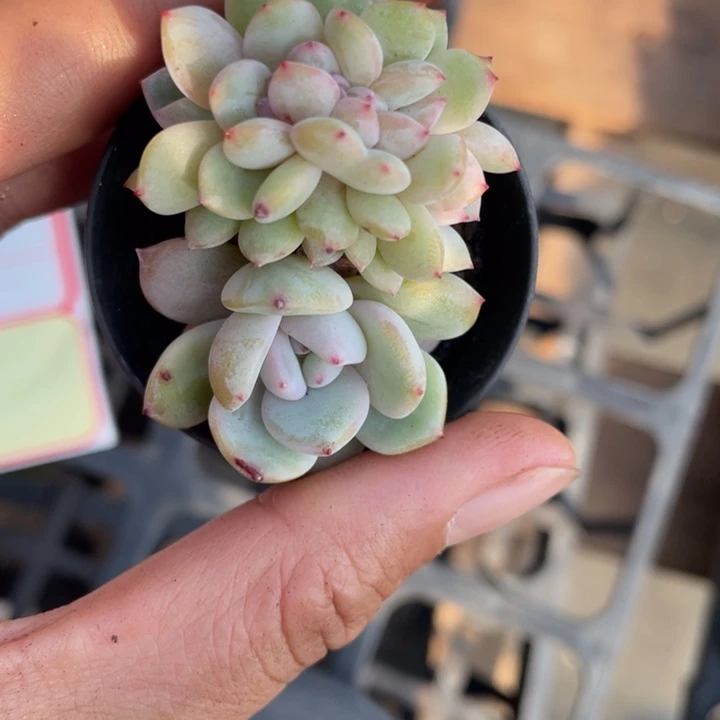 ❤️****丫头专拍一颗