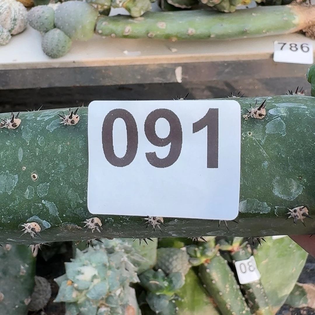 全部花朵大尤091牡丹