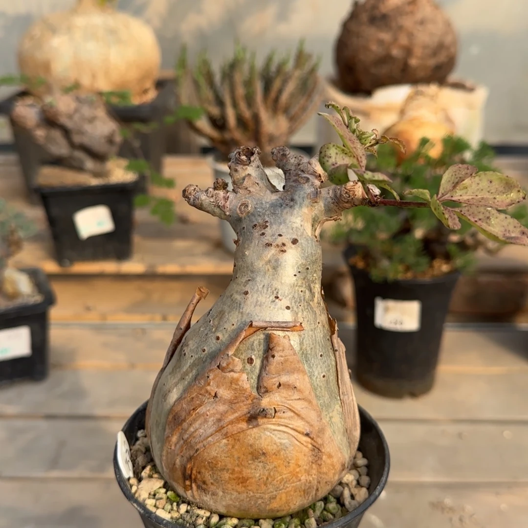 35索马里小叶葡萄块根植物
