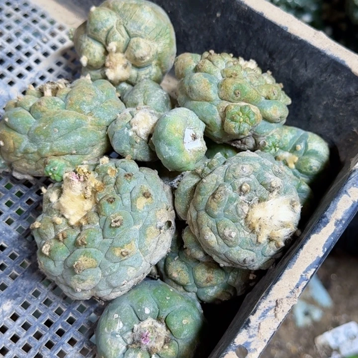 无花朵福利自根一筐仙554