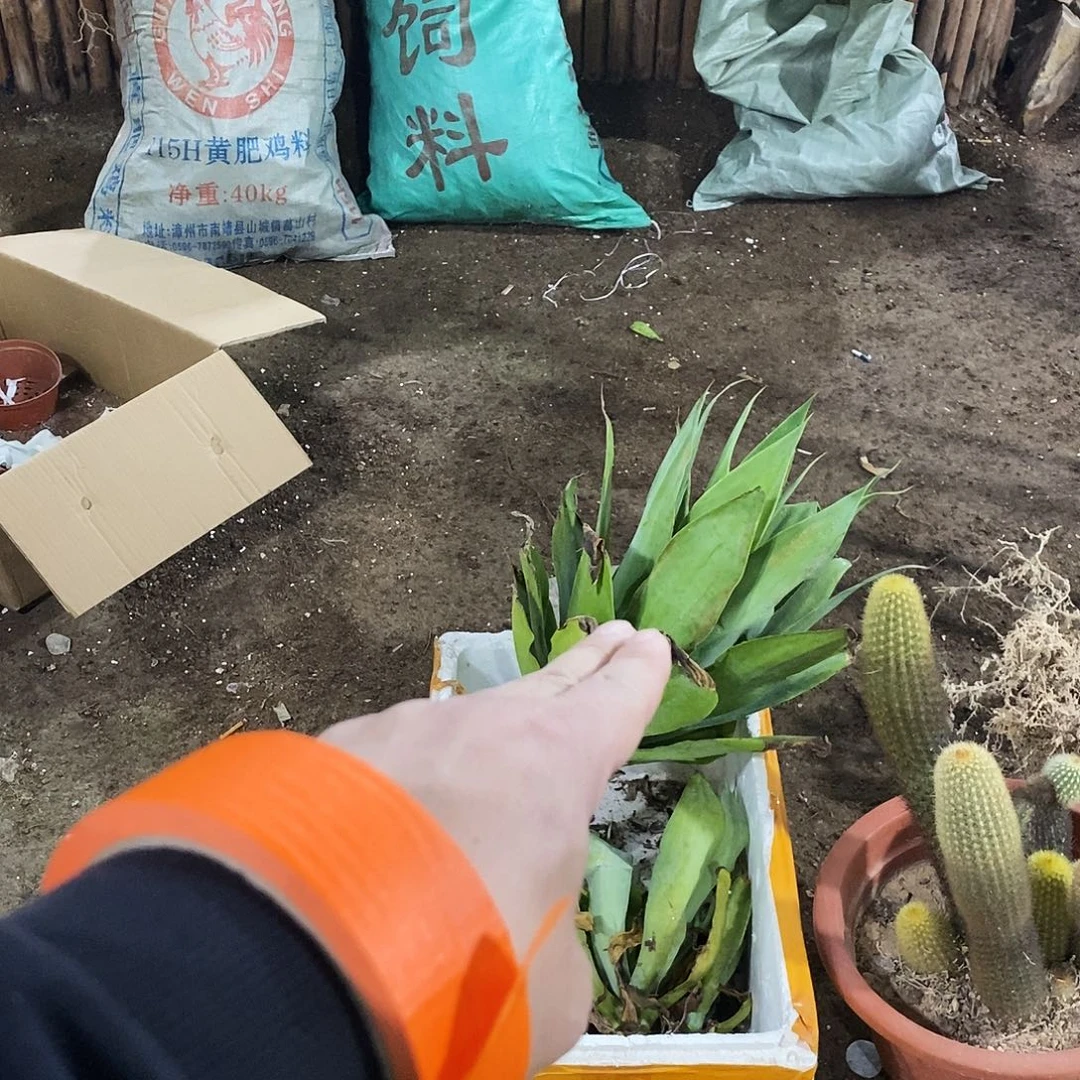 海***康狐尾一颗。