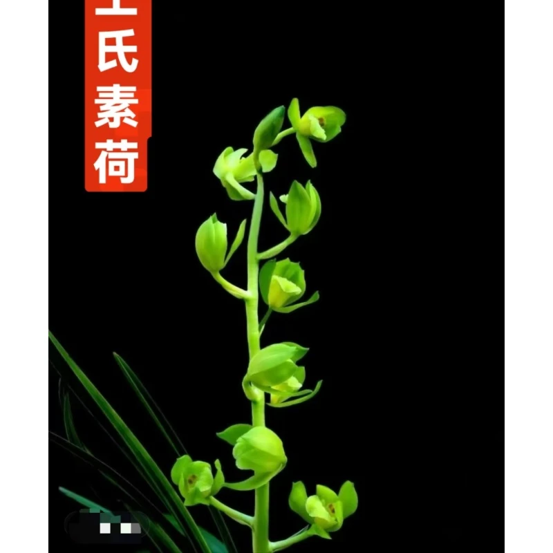 蕙兰名品 [王氏素荷] 终身包对版