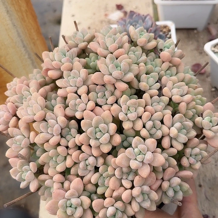 奶酪蛋糕多肉植物提取的