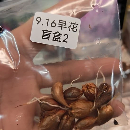 酢浆草早花盲盒一份