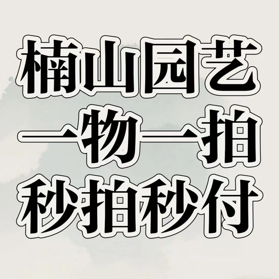 【2-号-链-接-楠山园艺】盆景一物一拍链接 三角梅 海岛栀子花
