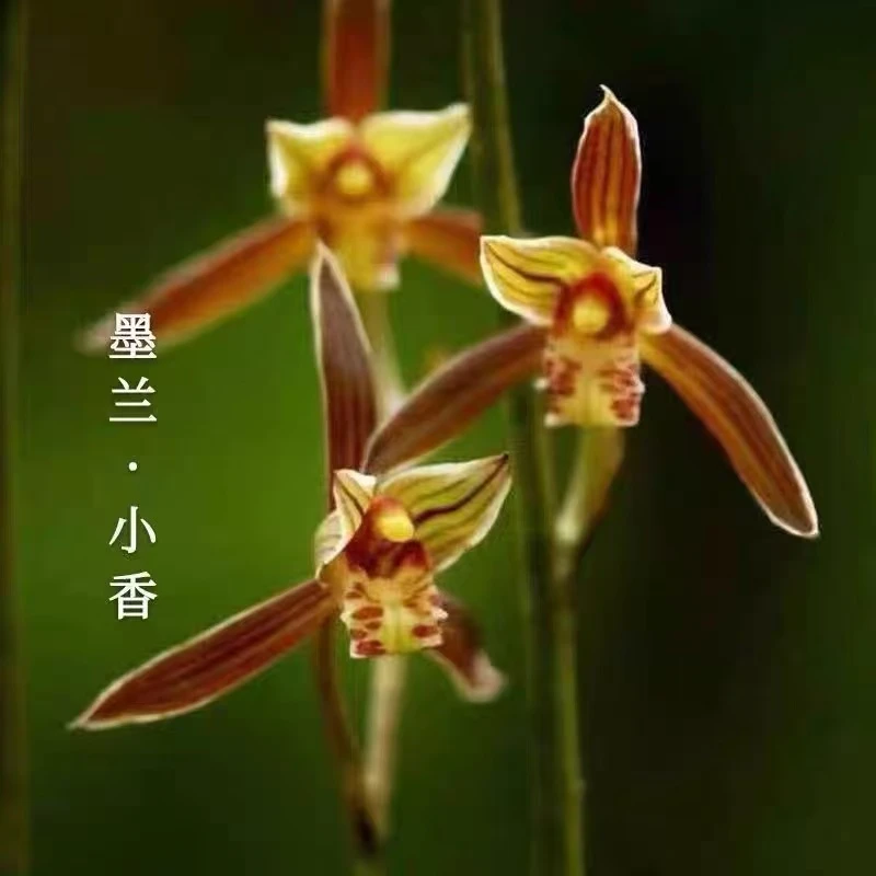 5-8花！【墨兰小香】好养易活 兰花盆栽 开花浓香