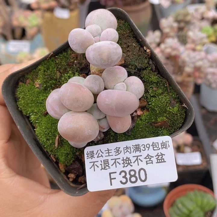 芭比奶洛4cm380多肉植物
