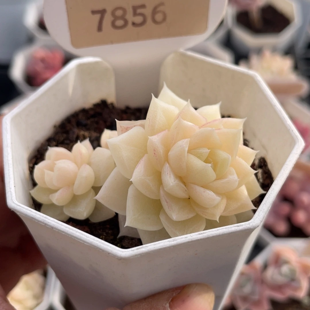 白天鹅7856-5.0厘米